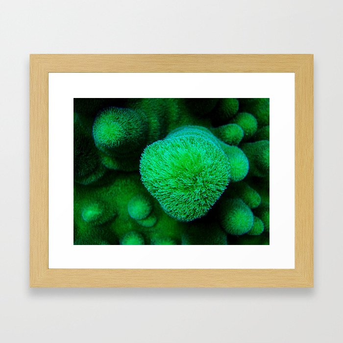 Soft Coral Framed Art Print