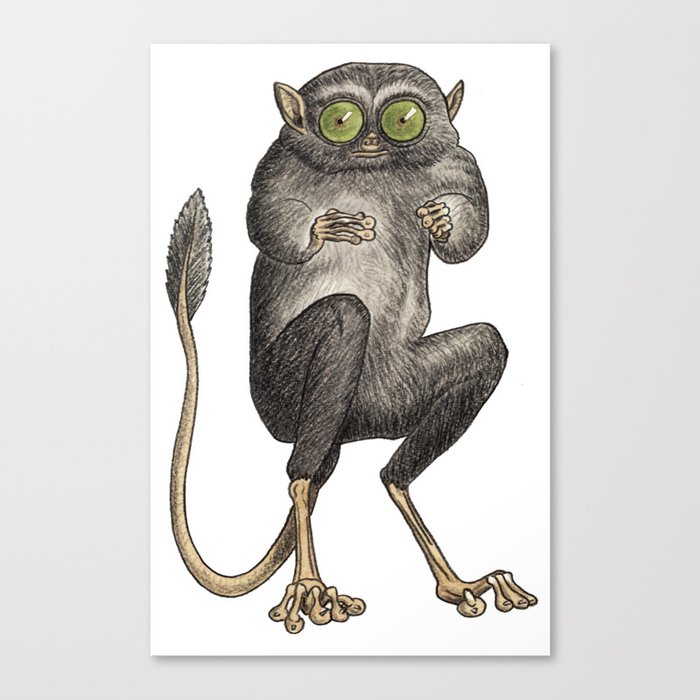 Tarsier Monkey Canvas Print