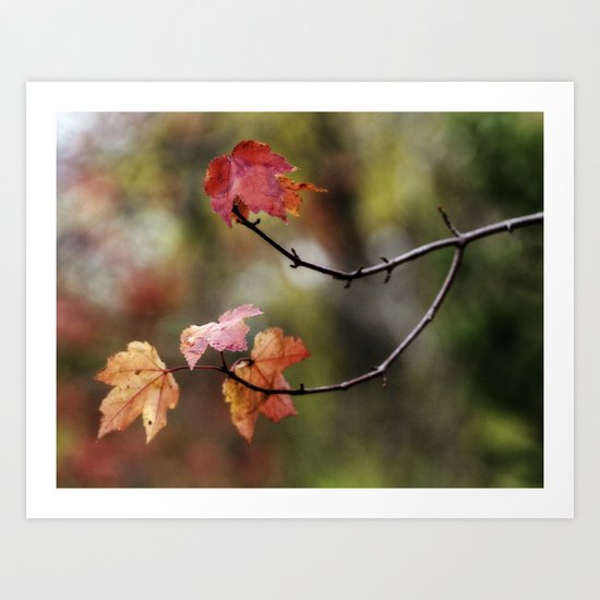 fall leaves Art Print