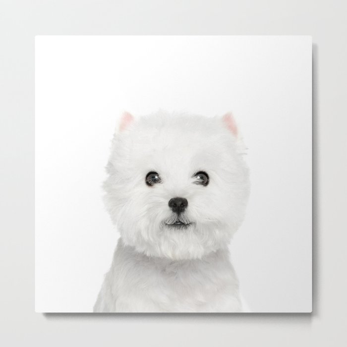 White Puppy Portrait - Metal Print