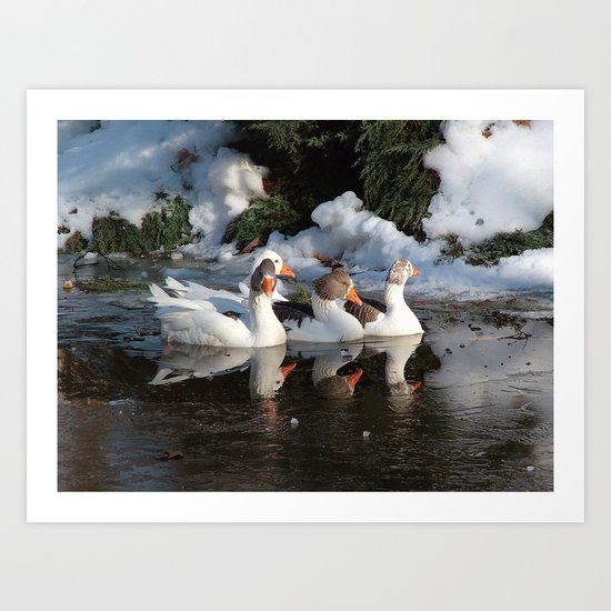 Ducks Art Print