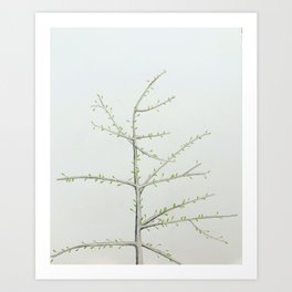 Tree Buds Art Print