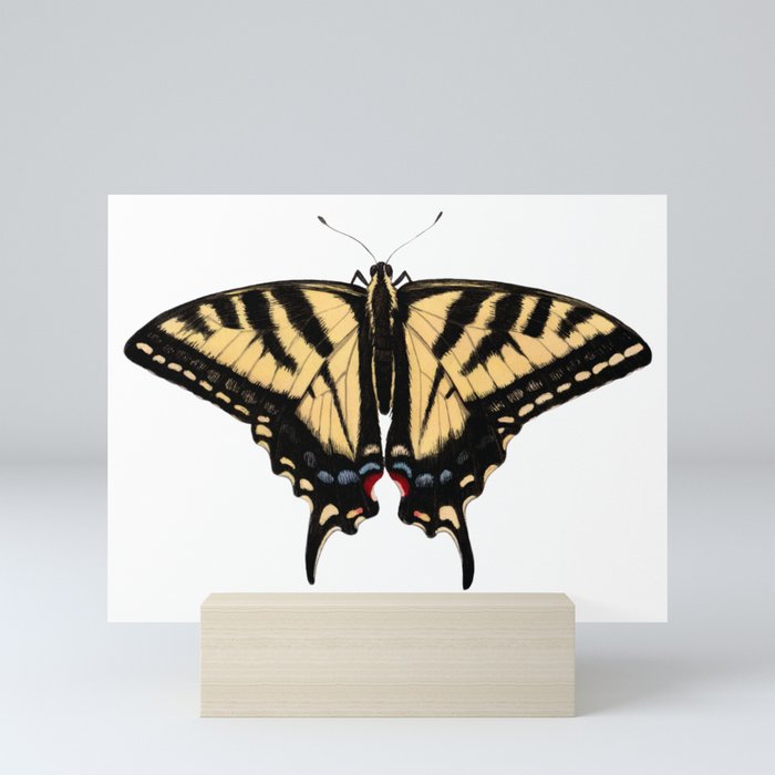 Western Tiger Swallowtail (Papilio rutulus) Mini Art Print