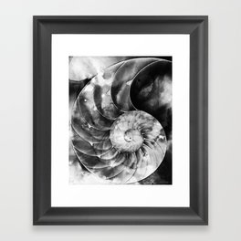 Black And White Nautilus Shell By Sharon Cummings Framed Art Print