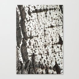 Birch bark tree Canvas Print