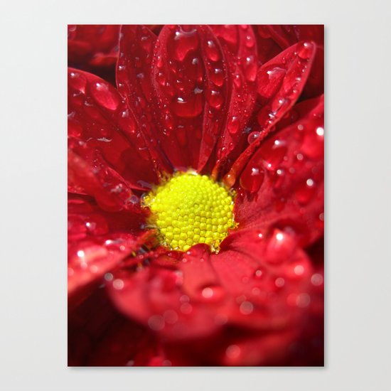 wet bloom I Canvas Print