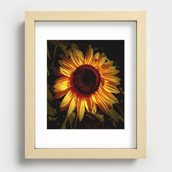 Sunflower with Orange Tint Recessed Framed Print