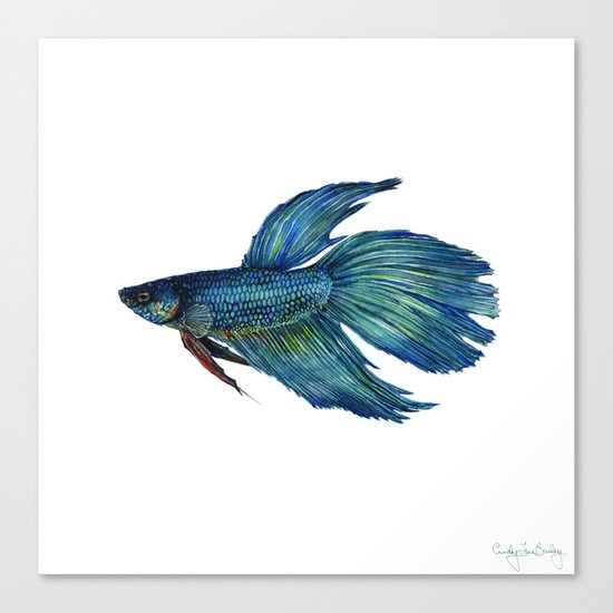 Mortimer the Betta Fish Canvas Print