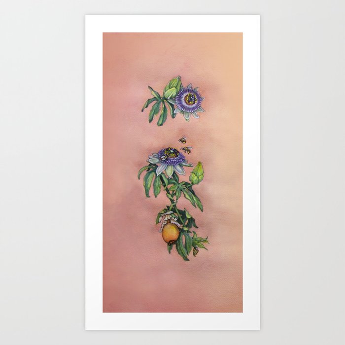 Passiflora Caerulea Blue Passion Flower By Betsy Vandeusen Art Print By Betsyvandeusen Society6