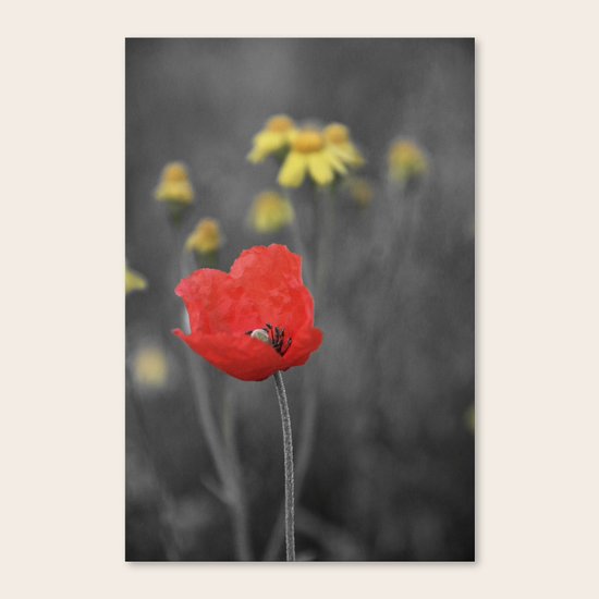 Poppy Canvas Print