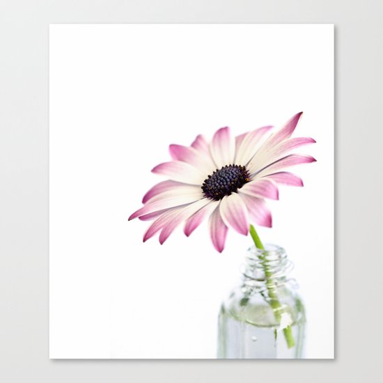 delicate single daisy flower Canvas Print