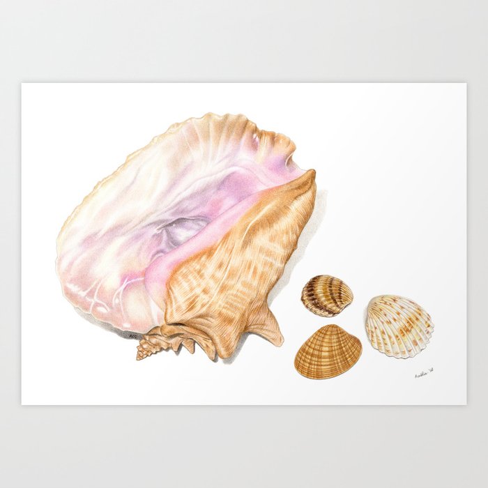 Seashells 01 Art Print