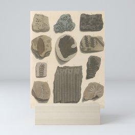 Naturalist Fossils Mini Art Print