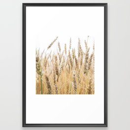 Harvest Wheat Field Framed Art Print