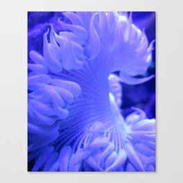 White and Blue Anemone Coral Reef Ocean Canvas Print