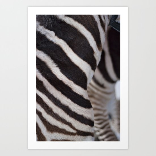 Zebra 02 Art Print