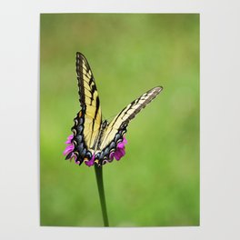 Eastern Tiger Swallowtail Butterfly Poster