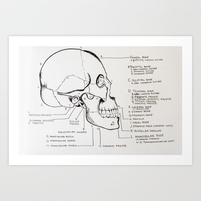 Skull Volume 1 Art Print