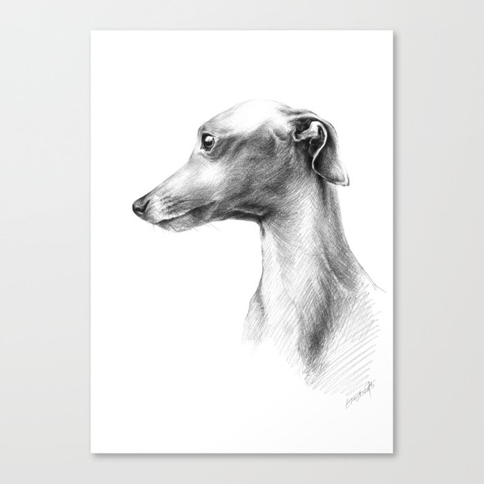 Delicate Italian Greyhound portrait Canvas Print