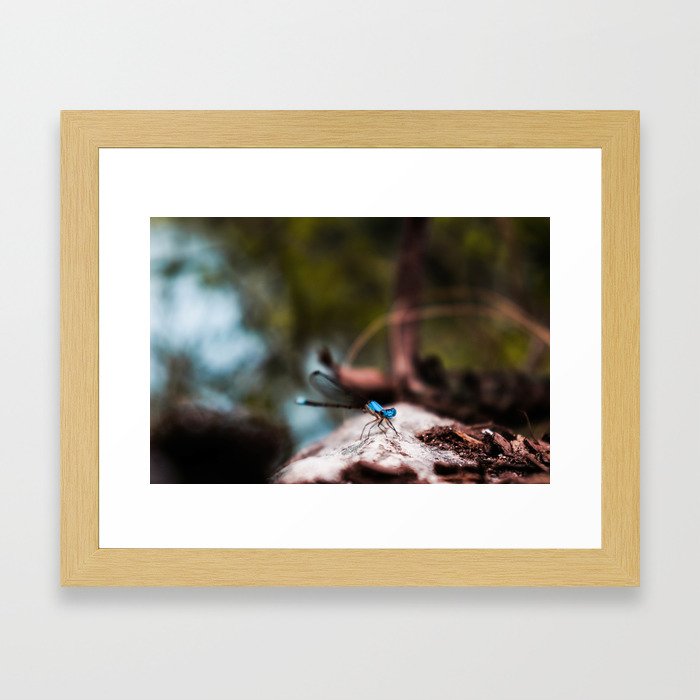 Dragonfly by the Brazos Framed Art Print