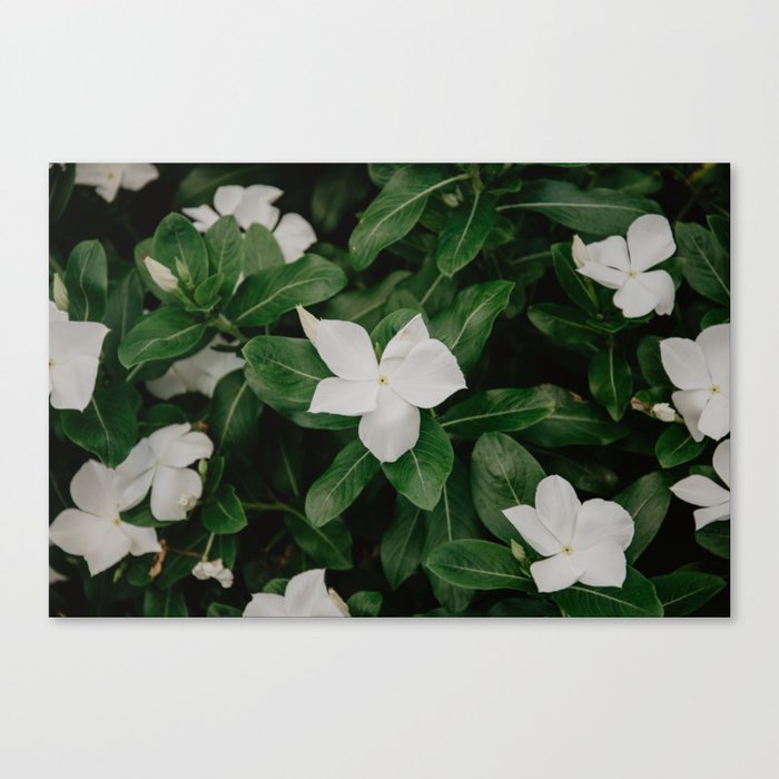 white flowers Canvas Print