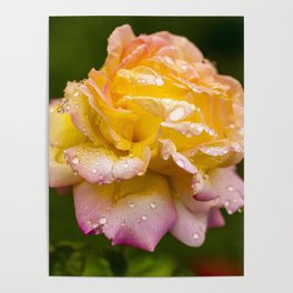 Rose Rain Poster