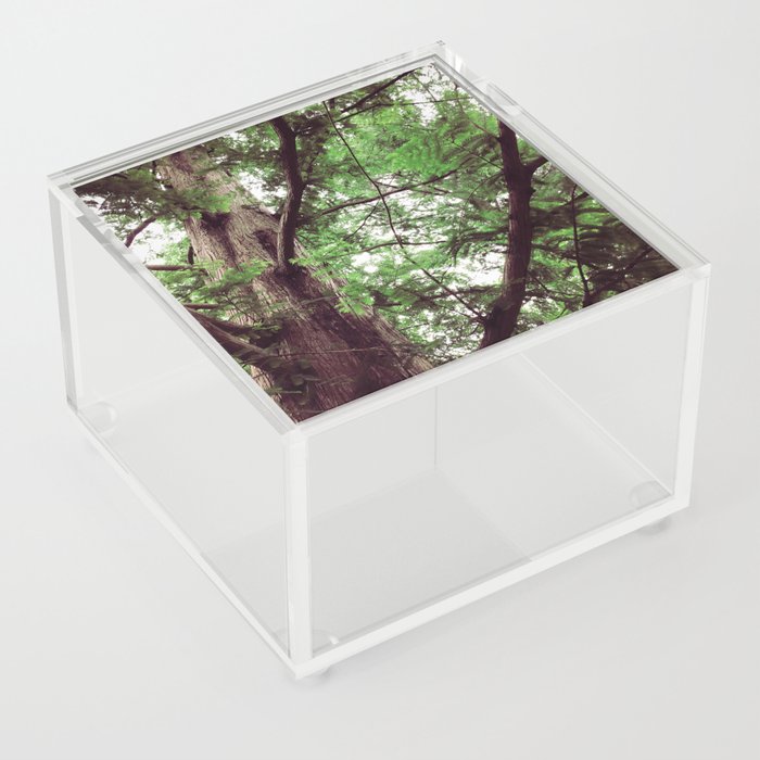 Dawn Redwood Acrylic Box