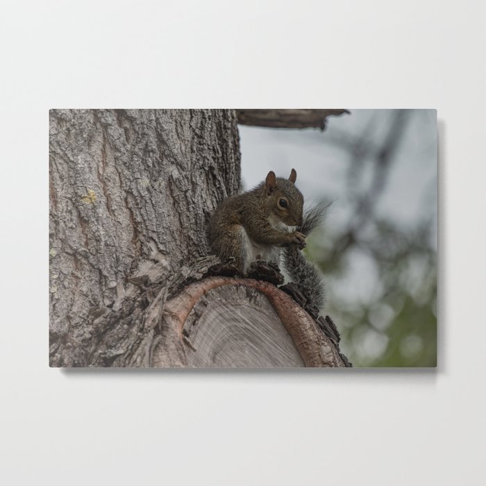 Squirrel Tail Metal Print