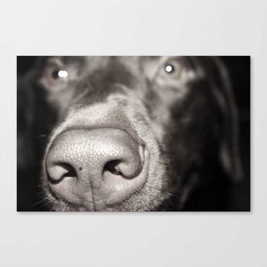 Dog Nose Canvas Print