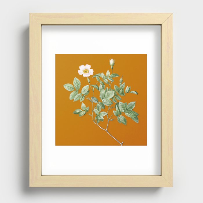 Vintage Rosebush Botanical Illustration on Bright Orange Recessed Framed Print