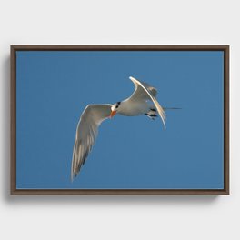 Sequence of Terns 5 of 6 Framed Canvas