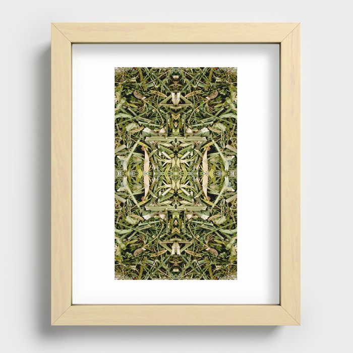 Andographis - Andographis paniculata Recessed Framed Print