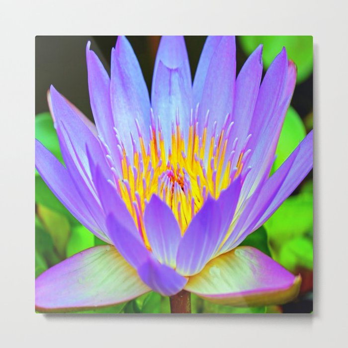 Blue-Purple Water Lilly Flower Metal Print
