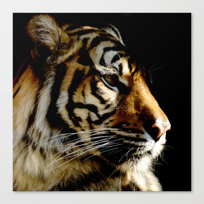 Close-up of Sumatran tiger on a black background Canvas Print
