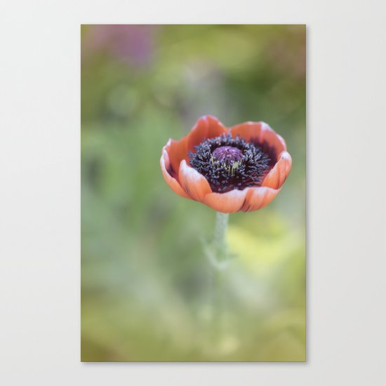 Tiny poppyblossom in LOVE Canvas Print