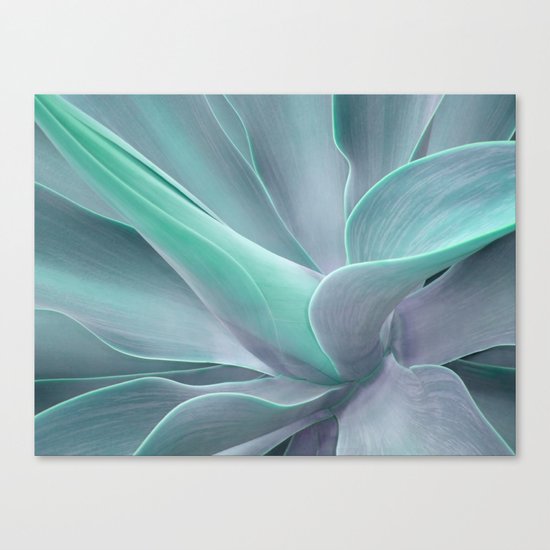 Blue Green Agave Attenuata Canvas Print