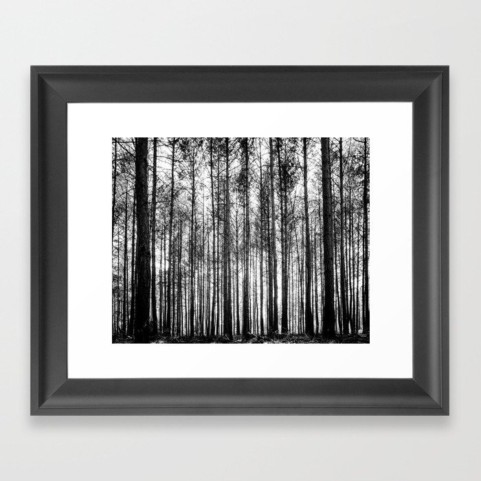 trees in forest landscape - black and white nature photography Framed ...