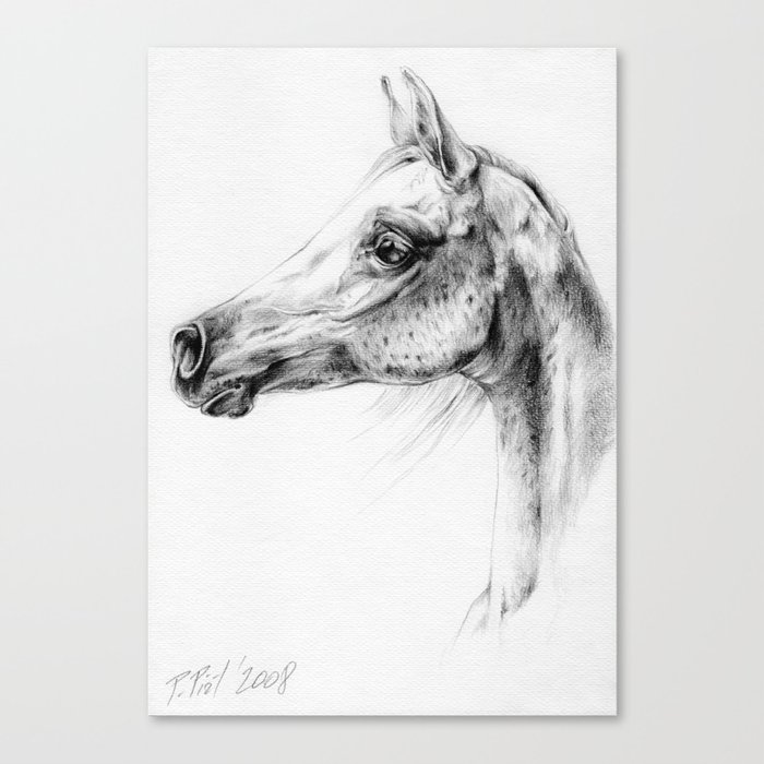 Arabian Horse Head Black And White Pencil Drawing Gray Arab Canvas