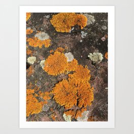 Orange you glad you're a lichen Art Print