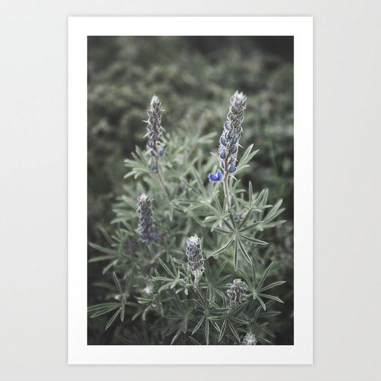 Wildflowers | Botanical Photography | Plant | Flowers | Nature Art Print