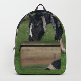 Gypsy Vanner Horse 0188 - Colorado Backpack | Gypsyvanner, Horse Photography, Fireflyranch, Horse Lover, The Hustler, Cheval, Caballo, Animal, Equine, Colorado 