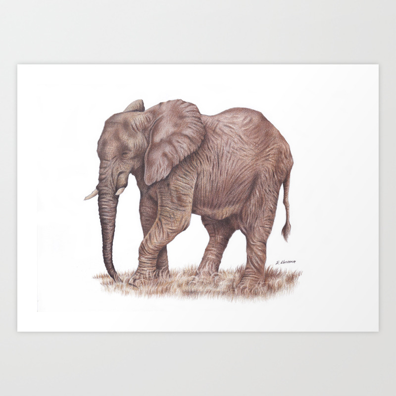 Elephant Colored Pencil Drawing Art Print By Traditionalartprints