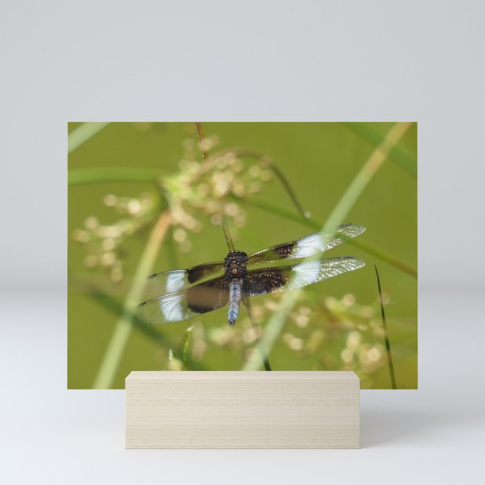 Dragonfly Mini Art Print