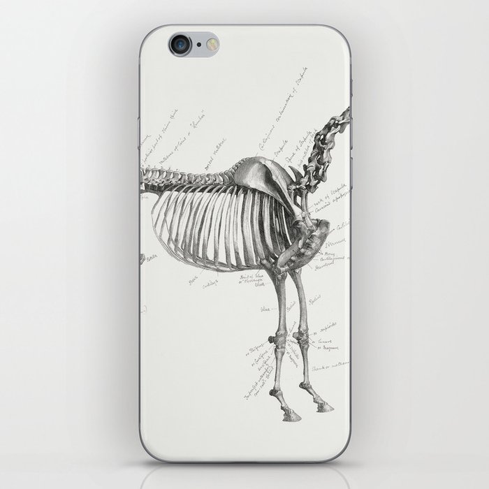 The Anatomy of the Horse iPhone Skin