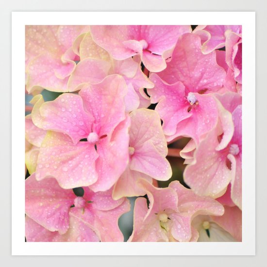 Pink Hydrangeas Art Print