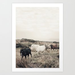 Wild horses on the endless highlands 3 Art Print