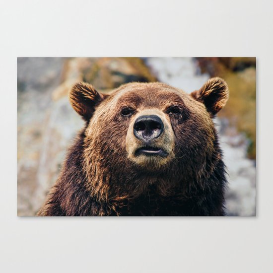 Bear Canvas Print