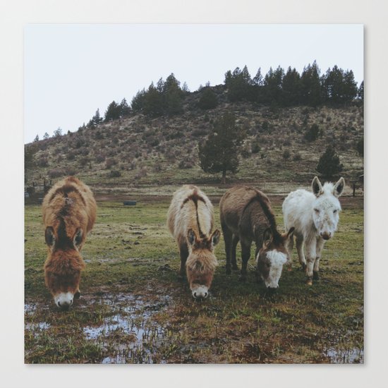 Miniature Donkeys Canvas Print