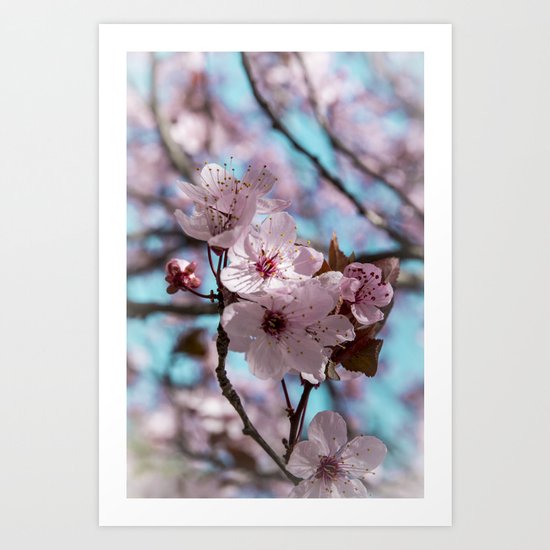 Sakura.Cherry Blossom Art Print
