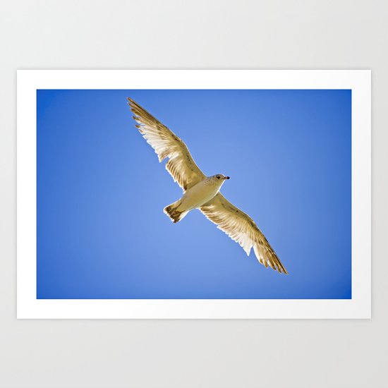 Eyes in the Sky Art Print